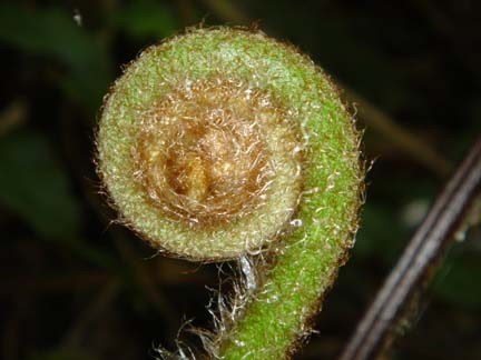 Cyathea10.jpg