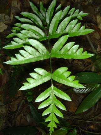 Pterissemipinnata1.jpg