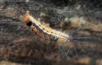 Sheila-CATERPILLAR2-wp.jpg