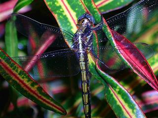 Blue Head DragonflyA.JPG