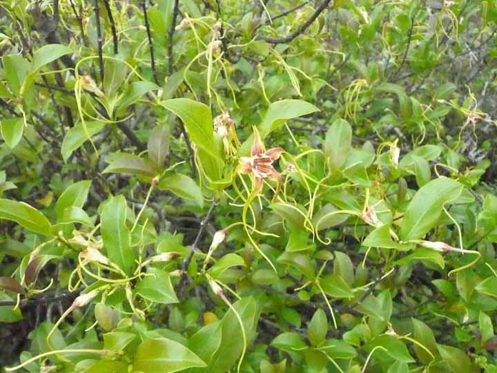 flowering bush.jpg