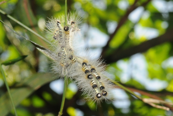 caterpillars_in_the_garden_small_pix.jpg