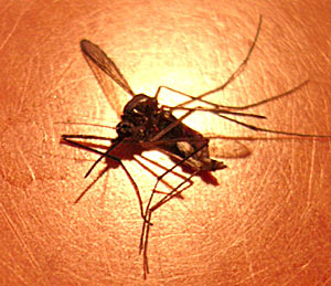 Mosquito-2834.jpg