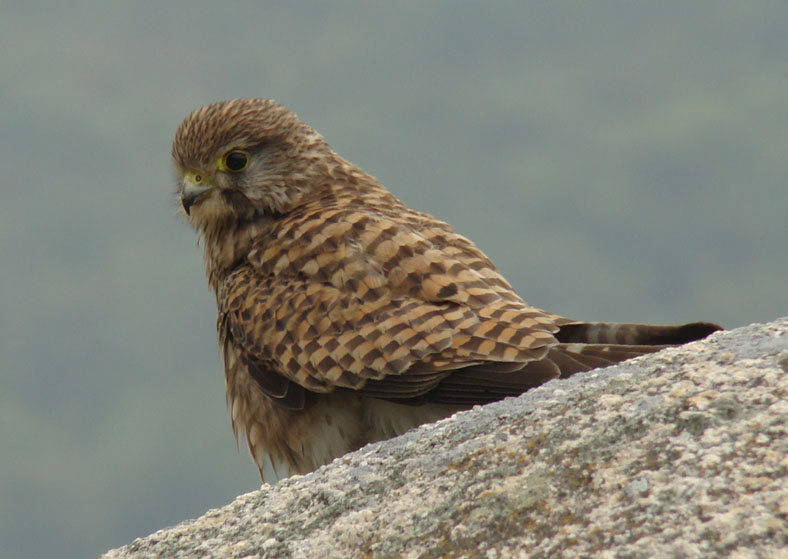 common_kestrel.jpg