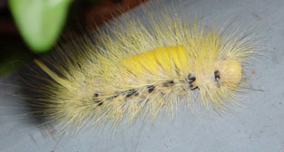 caterpillar copy.jpg