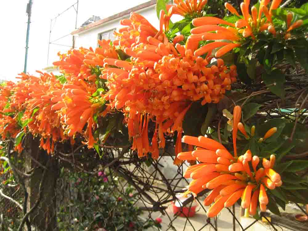 orange_flower.jpg