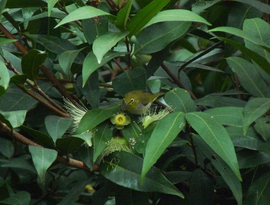 Japanese White-eye.jpg