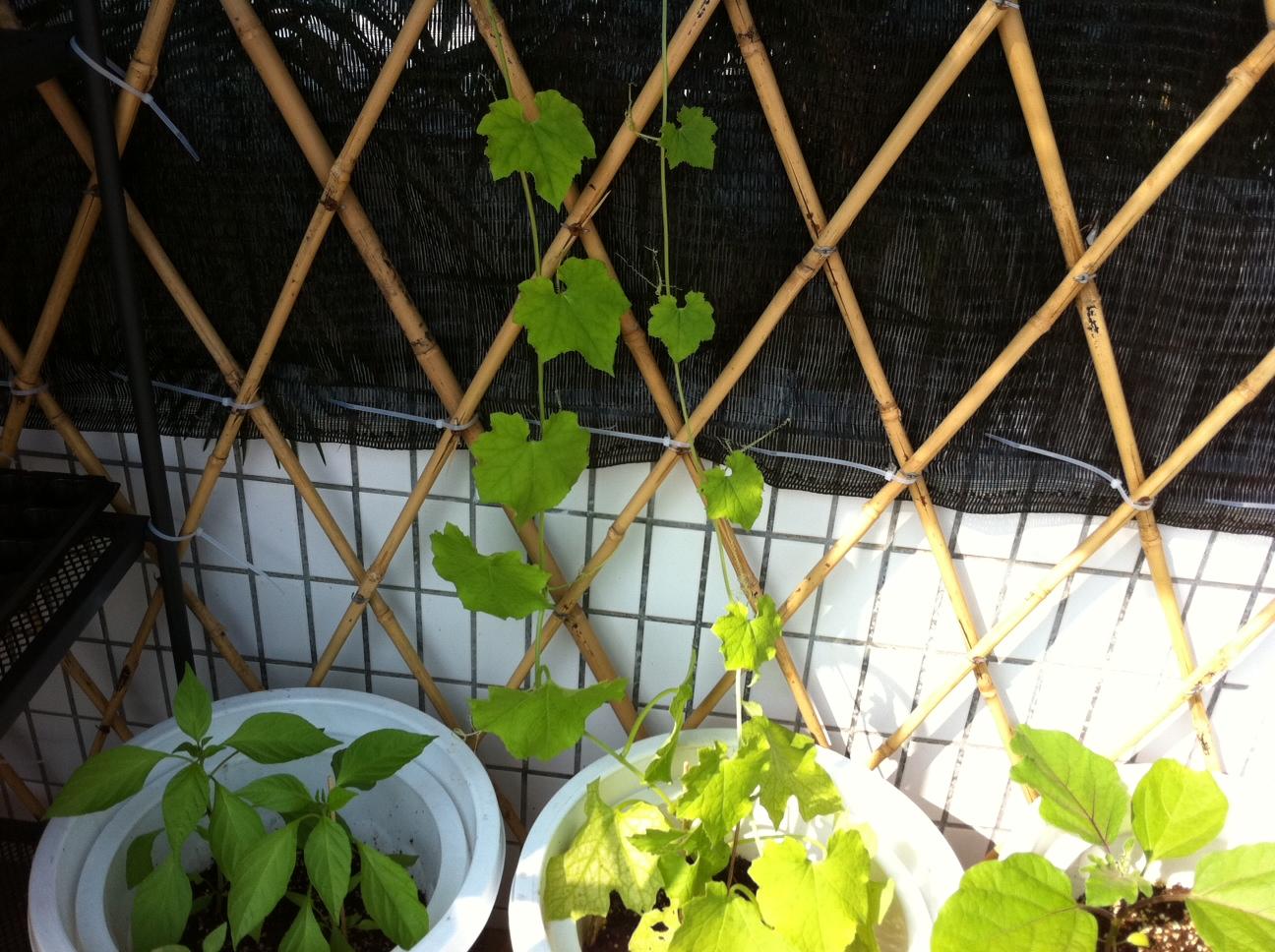 loofah sept 9, 5 weeks.jpg