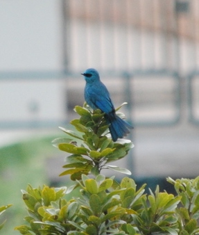 Blue bird.jpg