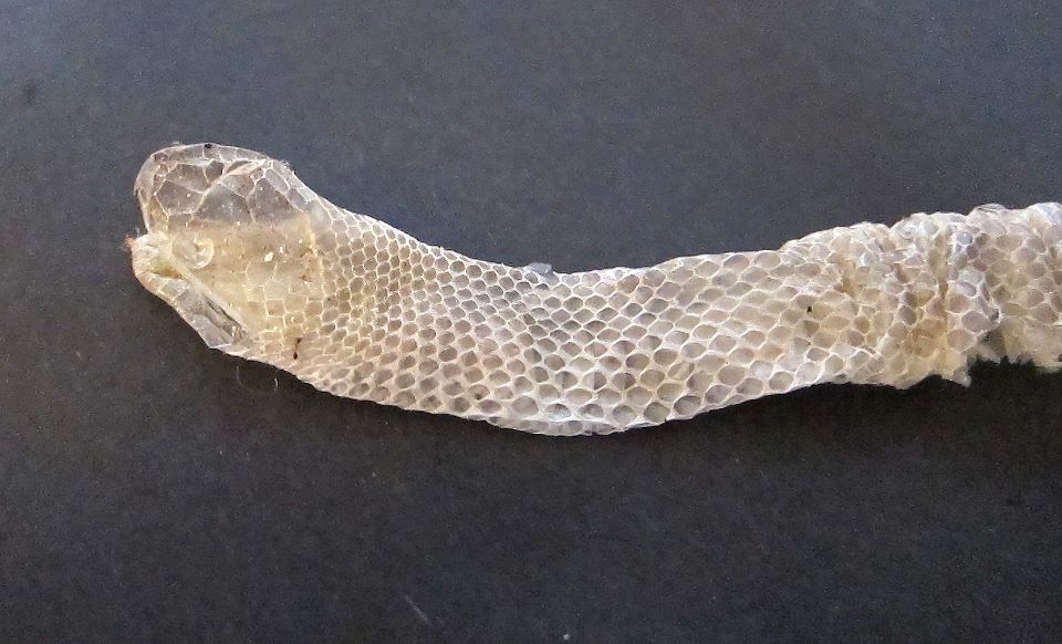 Nick-Shearman-rat-snake-skin.jpg