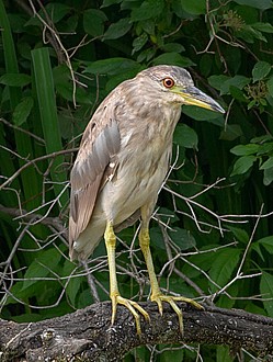 Black_crowned_Night_Heron2.jpg