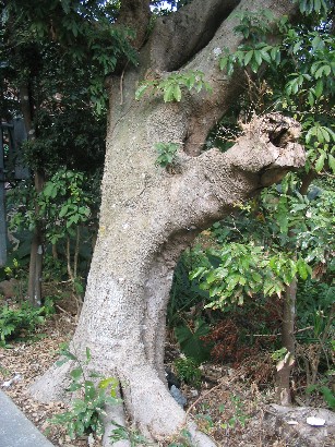 Hackberry tree.jpg