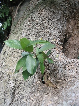 baby strangler fig.jpg