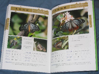 butterfly book.jpg