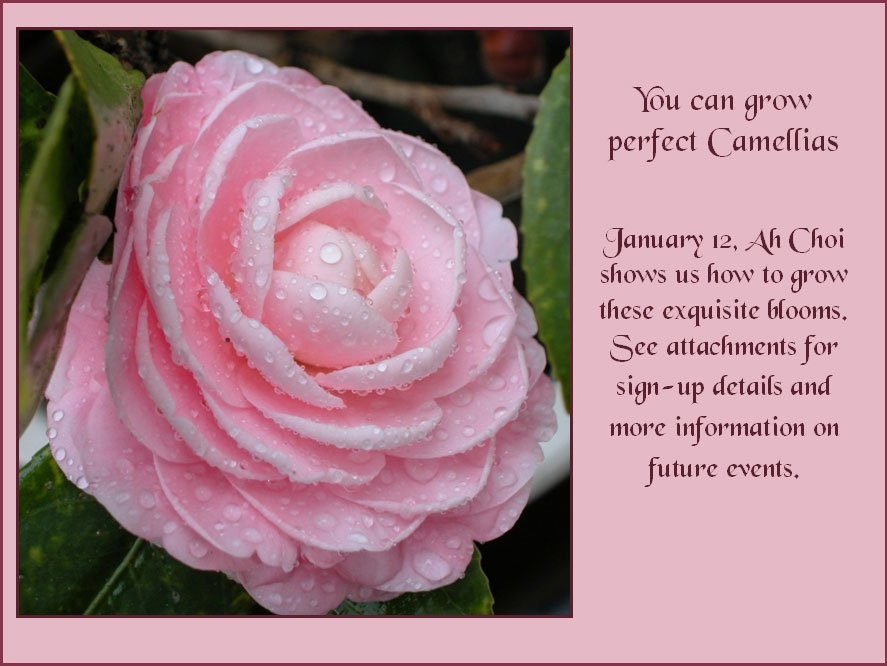 Camellias-WS.jpg