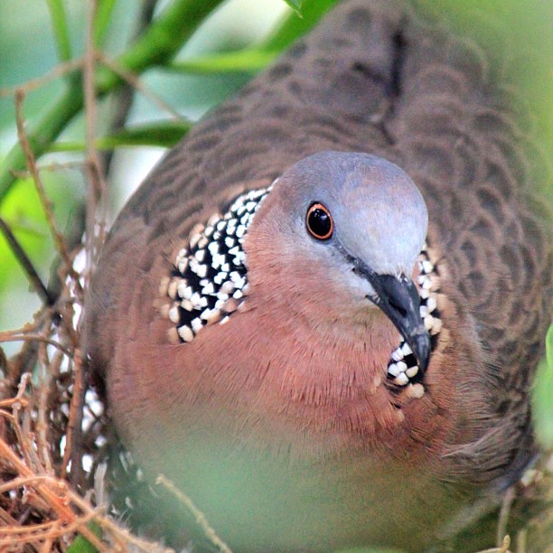 Dina-Knight-Pigeon-nesting.jpg