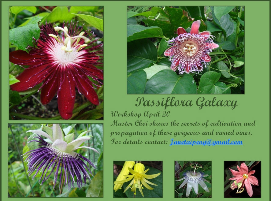 Passiflora-Galaxy.jpg