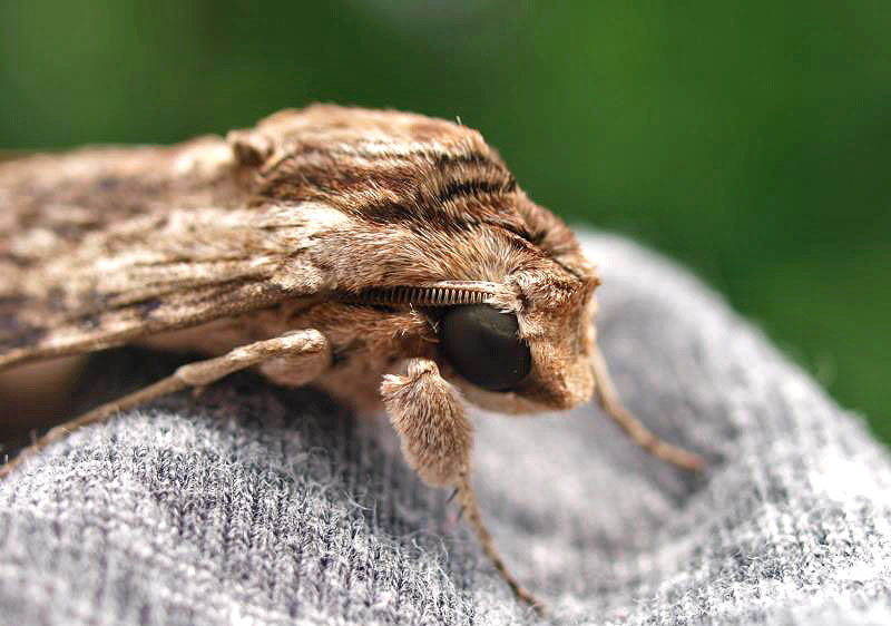 SiuYuYeung-moth.jpg