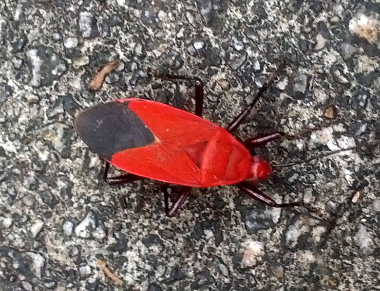 Red_bug.jpg