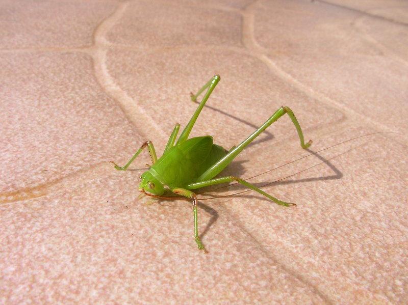 Grasshopper.JPG