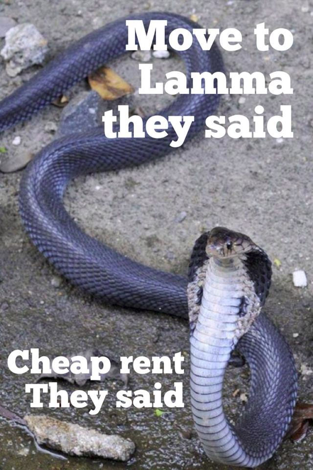 Julie-Hannaford-Cobra-in-front-yard-HK-Memes.jpg