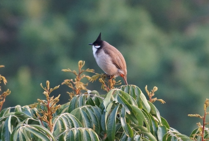 Birdsky10.JPG