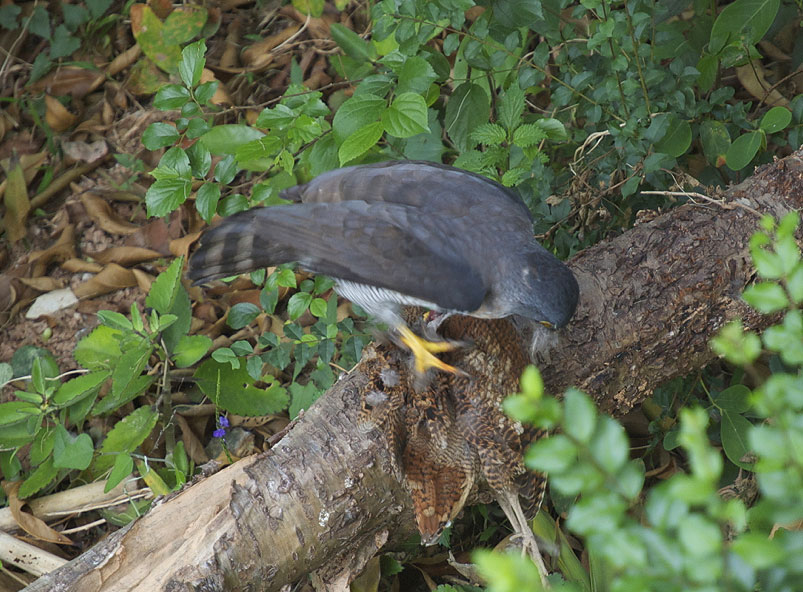 DenisW-Peregrine-Falcon-1.jpg