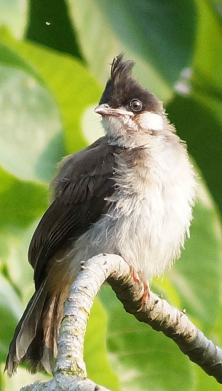 Rambler-Chick1.jpg
