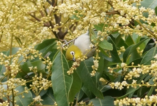 Camouflage 6.jpg